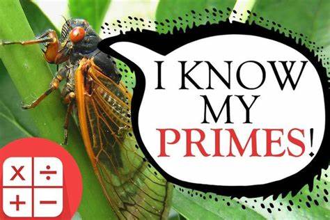 cicada